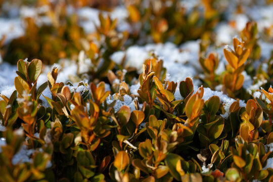 Close up of small orange and green bush leaves covered with fresh snow in winter garden