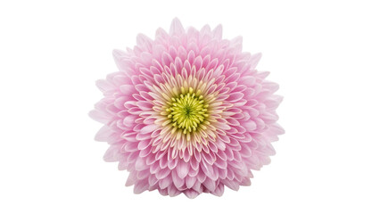 Fototapeta premium Isolated pink chrysanthemum blossom, a beautiful and delicate flower, isolated on a clean backdrop