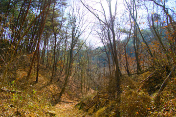 Obraz premium A fall forest that has run out of leaves