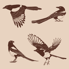 Magpie, flying bird, set. Hand drawn vector illustration