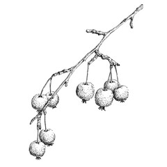 Small ripe paradise apples on a branch. Hand drawn vector illustration.