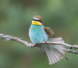 European bee-eater, merops apiaster. A bird sits on a branch stretching its wings and tail