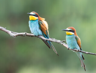 European bee-eater, merops apiaster. Male and female sitting on a branch on a blurred background