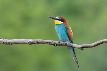 European bee-eater, merops apiaster. On a rainy summer morning, a bird sits on a branch