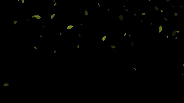 real leaves falling animaton on black background 4k 