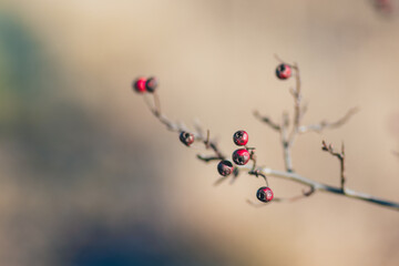 Small Red Berries on Bare Branch with Soft Neutral Background