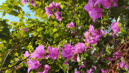 Purple pink bougainvillea flowers blooming outdoors with green leaves and soft sunlight. Tropical ornamental plant with vibrant petals, natural garden background and fresh floral beauty