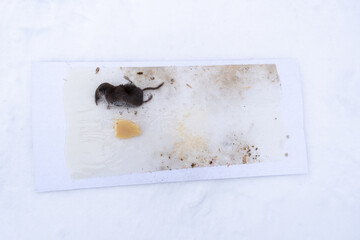 Small mouse in the mousetrap with cheese. Top view of mouse trying to escape on sticky trap.