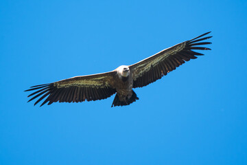 Obraz premium Vautour fauve