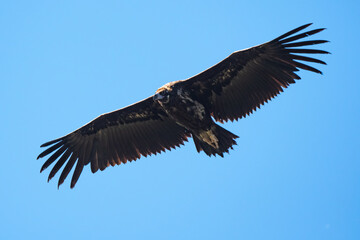 Fototapeta premium Vautour moine, Aegypius monachus, Cinereous Vulture, Parc naturel régional des grands causses 48, Lozere, France