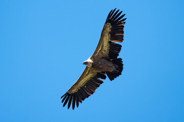 Naklejka premium Vautour fauve