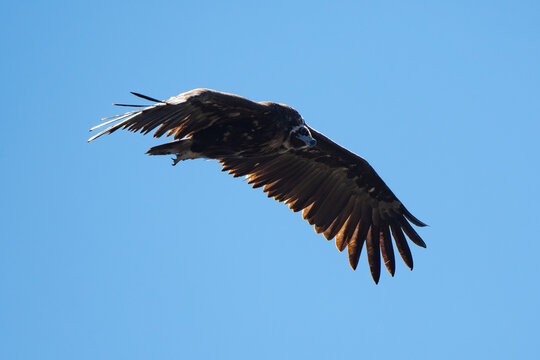 Vautour moine