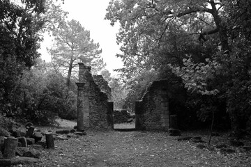 Ruins of the dark forest