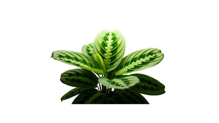 Maranta plant on Transparent Background