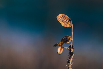 Dry Autumn Leaves on Thorny Stem with Soft Blue Background