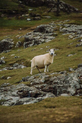 Fototapeta premium A stunning photograph of the grasslands around the iconic Neist Point Lighthouse, perched on the most westerly point of the Isle of Skye. In the foreground, local sheep