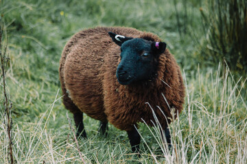 Livestock photograph of a black sheep featuring thick, dark brown textured wool. The sheep is captured standing in a lush green pasture © UnforgettableMoments
