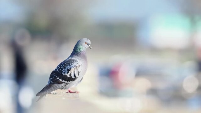 Pigeon biset (Columba livia), pigeon urbain perch&eacute; en ville, oiseau commun observant son environnement en milieu urbain