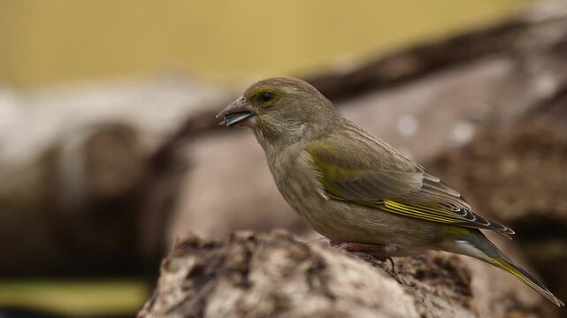 European Greenfinch feeding seeds