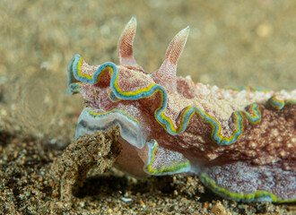Nudibranch close up, Pacific ocean, Dauin, Philippines.