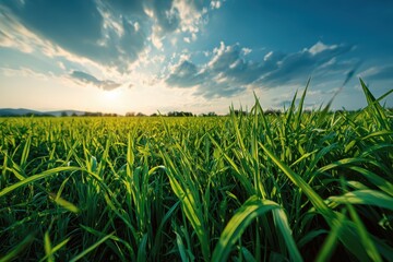 Fototapeta premium Bright green field under a clear blue sky with soft clouds, capturing the essence of a sunny day in nature's embrace