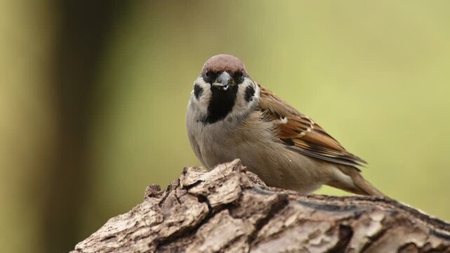 Eurasian tree sparrow (Passer montanus) feeding on seeds in a natural outdoor environment. Wildlife feeding behavior.