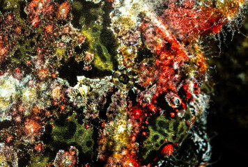 Big colorful frog fish, Pacific ocean, Dauin, Philippines. © Venko