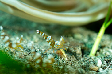 Anemone shrimp, Pacific ocean, Dauin, Philippines.