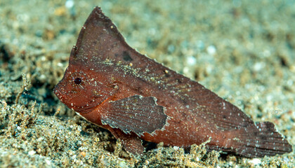 Cockatoo wasp fish, Sea horse and feather star, Pacific ocean, Dauin, Philippines.