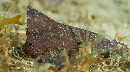 Cockatoo wasp fish, Sea horse and feather star, Pacific ocean, Dauin, Philippines. © Venko