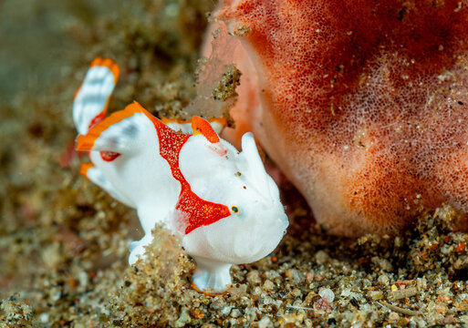 Baby white red frog fish, Pacific ocean, Dauin, Philippines.