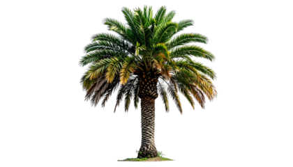 A digitally isolated palm tree featuring a brown trunk and vibrant green fronds