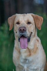 Yellow Labrador retriever dog with a joyful expression, sitting in lush green grass, surrounded by nature, showcasing the beauty of companionship and outdoor life