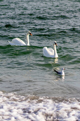 white swans on the seashore