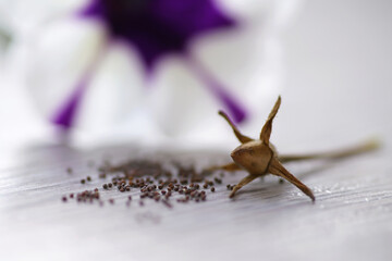 Small seeds of a Petunia "Shock Wave Purple Tie Dye" and a brown dry ripe seed pod placed indoors on a table