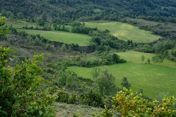 Cattle meadows and pastures in the Vall Fosca, Catalonia, Pyrenees. Higher elevations provide rich forage for cattle.