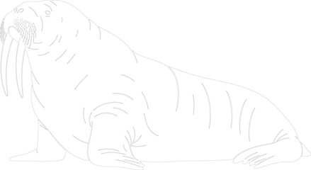 Fototapeta premium Walrus Line Art Outline Drawing Vector Illustration for Coloring Book or Design