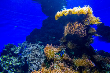 Coral reef in a marine fish tank