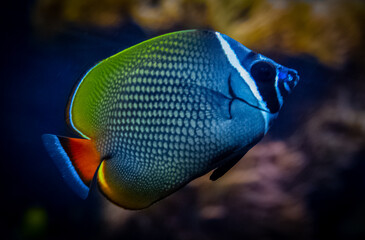 The redtail butterflyfish, scientifically known as Chaetodon collare, is a vibrant marine fish found in the Indo-West Pacific region