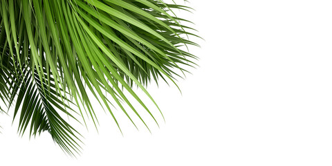 palm tree isolated on white background © Buffstock