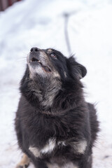 Black and brown dog with fluffy fur stands on snow-covered ground, looking up with curiosity, surrounded by a wooden fence in a winter environment, showcasing playful spirit