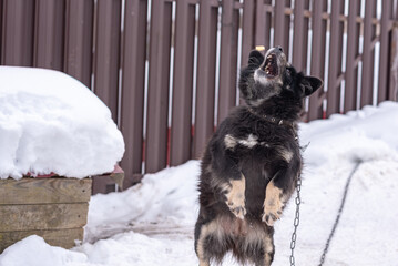 Black and brown dog with fluffy fur stands on snow-covered ground, looking up with curiosity, surrounded by a wooden fence in a winter environment, showcasing playful spirit