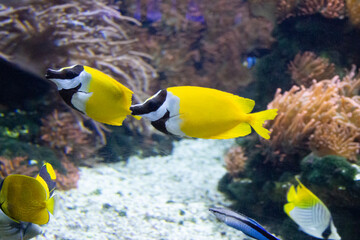 Coral reef in a marine fish tank