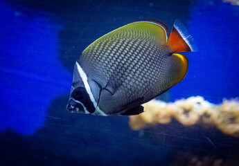 The redtail butterflyfish, scientifically known as Chaetodon collare, is a vibrant marine fish found in the Indo-West Pacific region