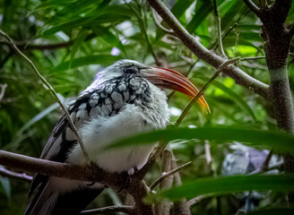Yellow-billed hornbill (Tockus leucomelas) is a hornbill species found in southern Africa. 