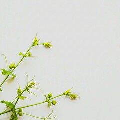 Fresh green vine shoots with tendrils and buds on light gray background, flat lay minimal style. 