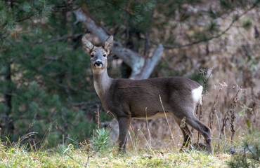 Rehgeiss in den Bündner Bergen (Rosegtal) © Andy