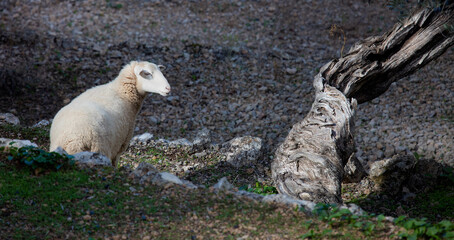 Owca i Drzewo Oliwne ,