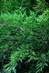 Background of bamboo asian plants