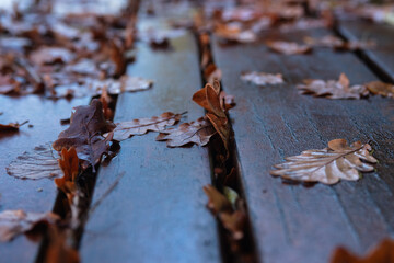 Wet park bench with autumn leaves in rainy weather